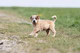 BOUVIER AUSTRALIEN 213